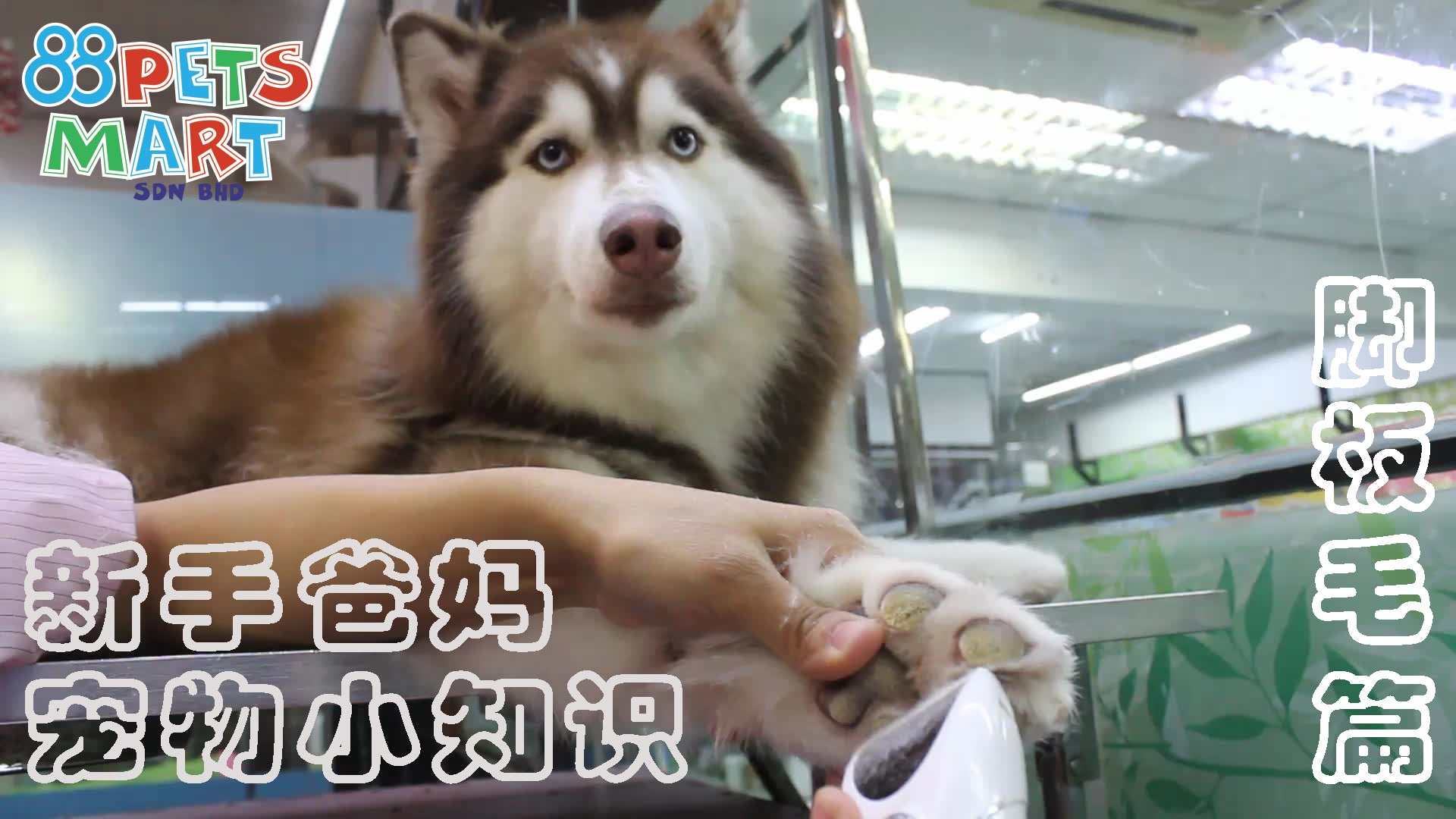 如何修剪狗的脚板毛 | How To Trim Or Shave Your Dog’s Paw Hair Safely