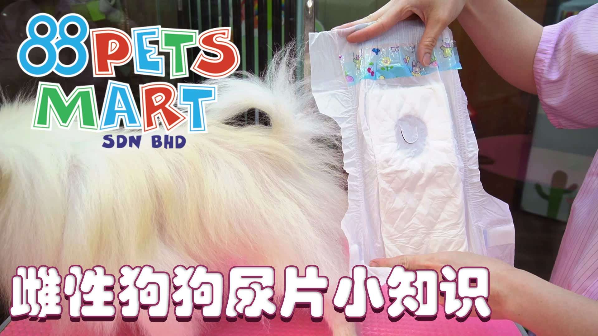 怎样帮雌性狗狗穿尿片 | How to put a diaper on female dogs