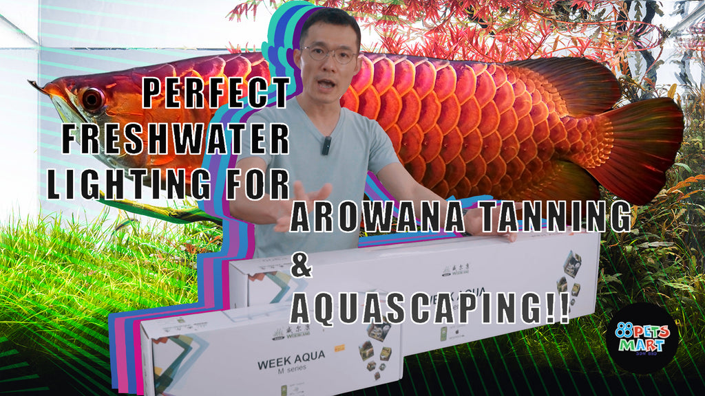 Ultimate UV tanning LED to enhance fish and plant color!!