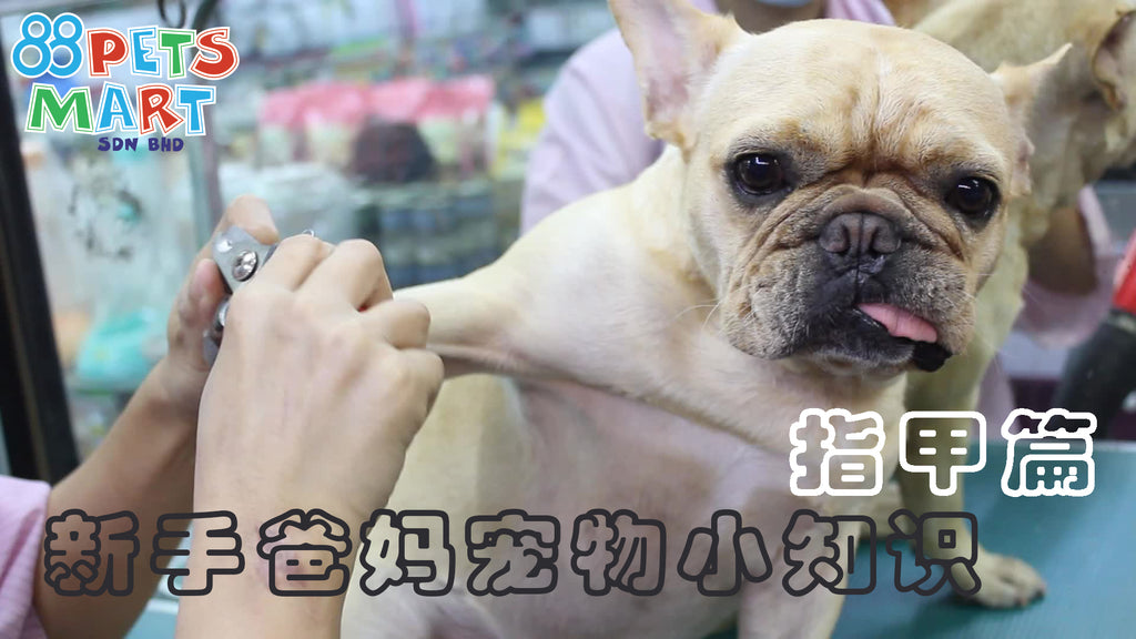 如何修剪狗的指甲 | How To Trim Dog Nails