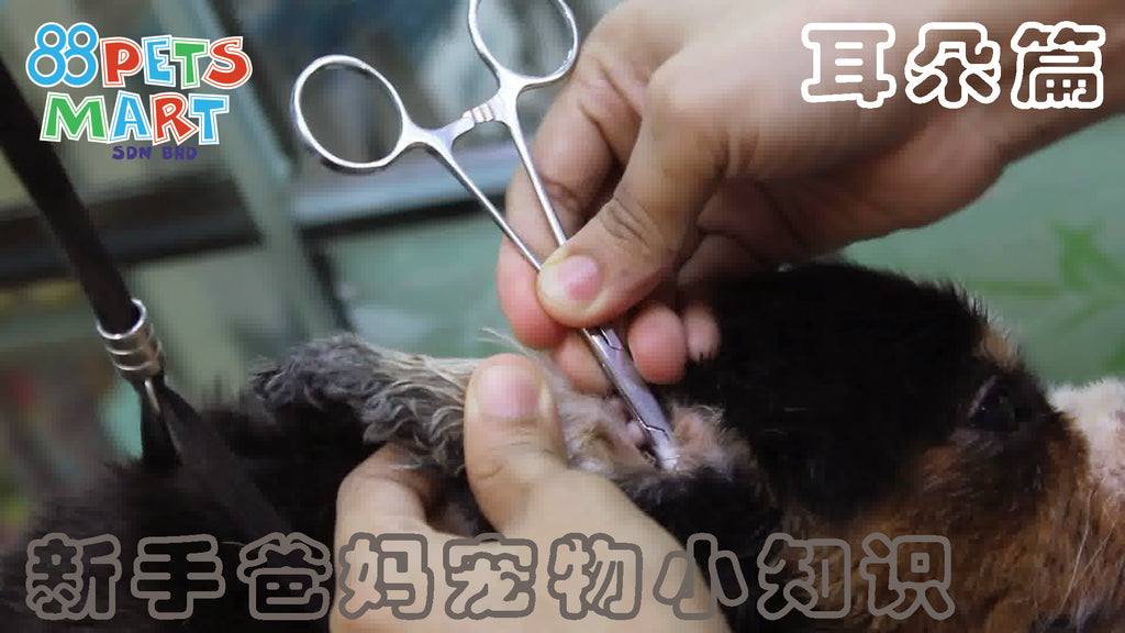 如何照顾狗的耳朵 | How To Take Care Of Your Dog’s Ears