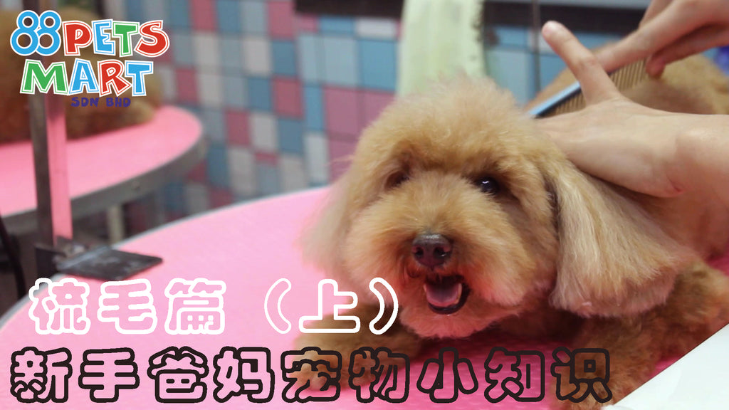 如何正确帮狗狗梳毛 (上篇) | How To Brush Your Dog’s Hair Correctly (Episode 1)