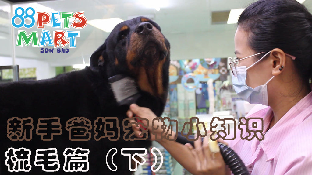 如何正确帮狗狗梳毛 (下篇) |  How To Brush Your Dog’s Hair Correctly (Episode 2)