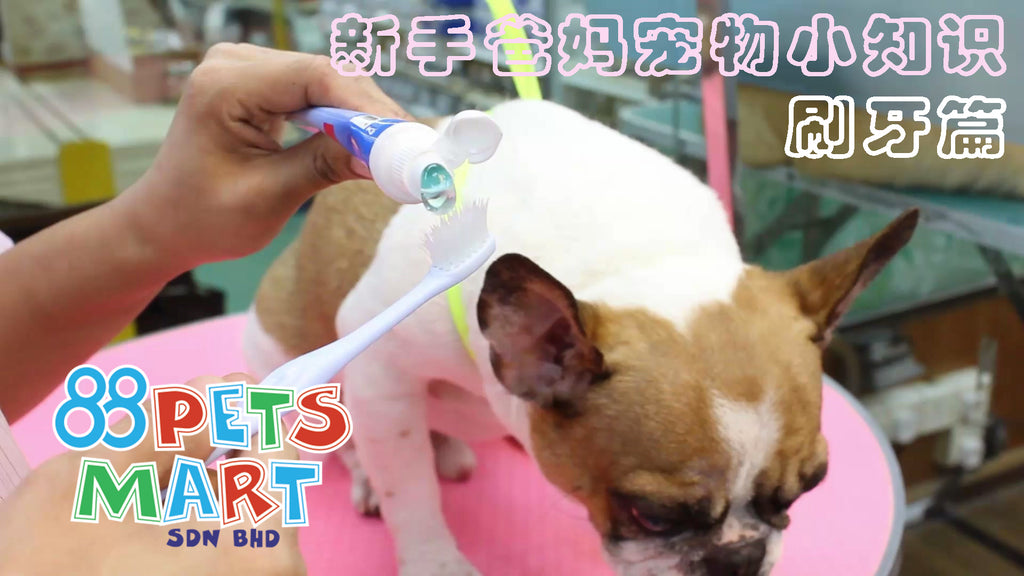 如何正确帮狗狗刷牙 | How To Brush Your Dog’s Teeth