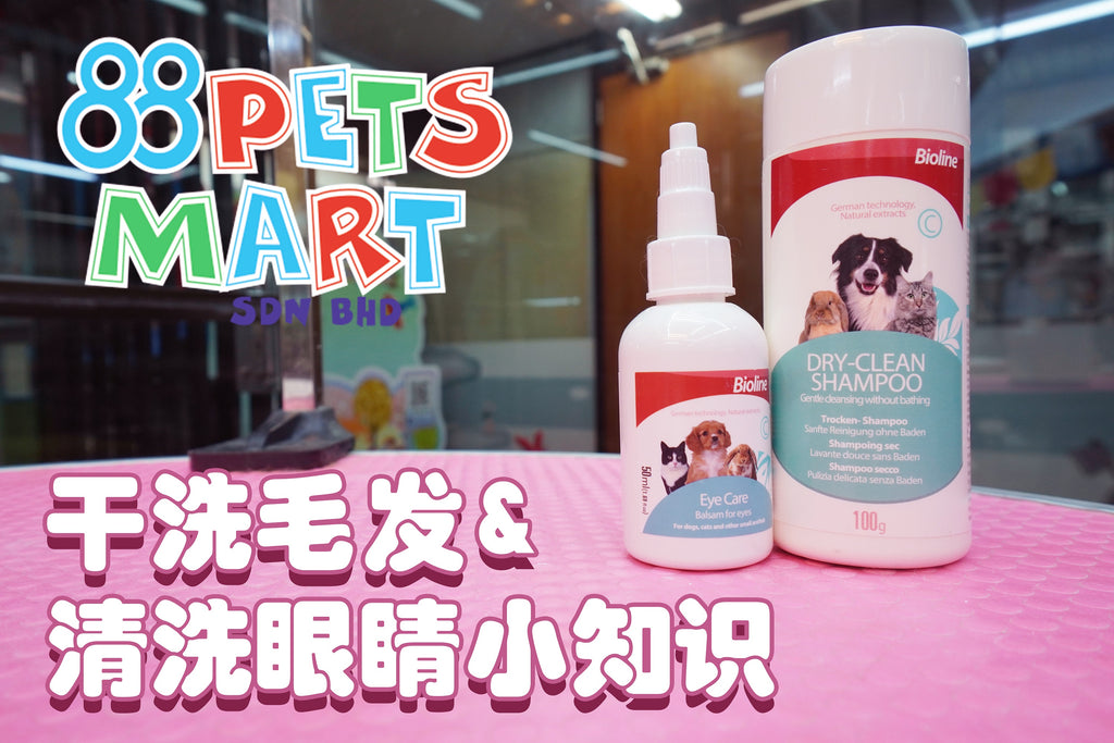 狗狗干洗毛发 & 清理眼睛小知识 | How To Use Dry Clean Powder & Eye Cleanser