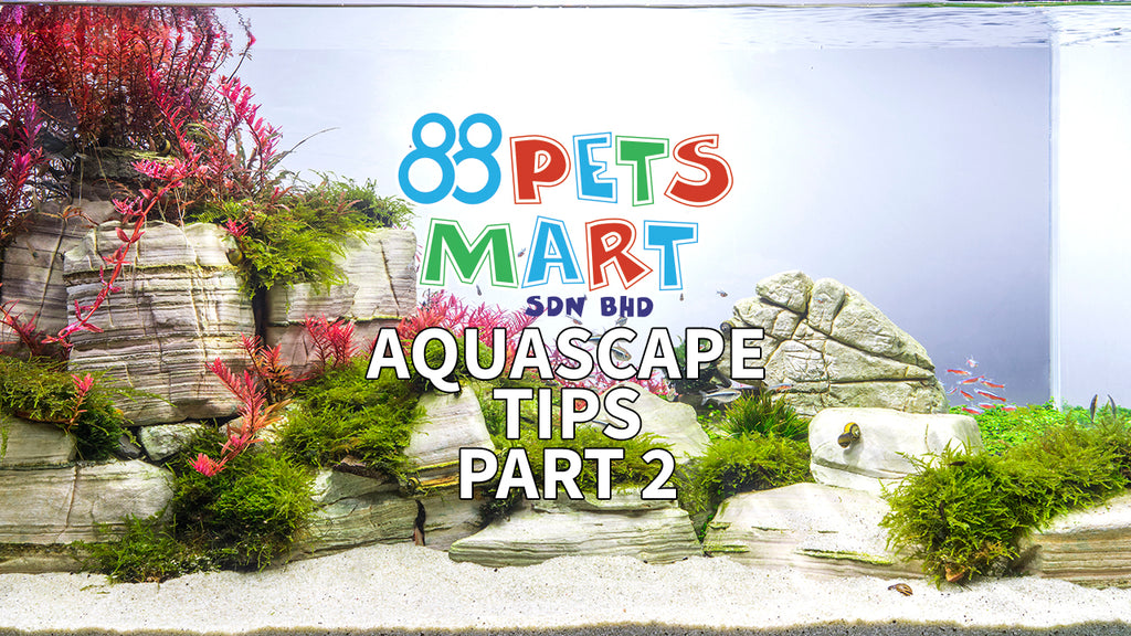 4 Important Tips for a Successful Aquascape - Part 2