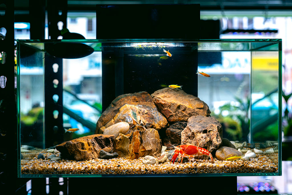How to built and decorate a crayfish tank