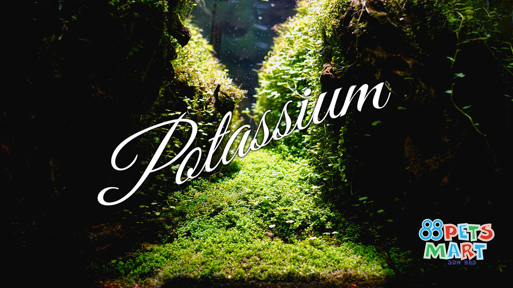 All you needs to know about potassium in aquascaping