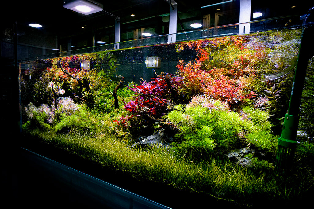 Understanding Nitrogen in Aquascape