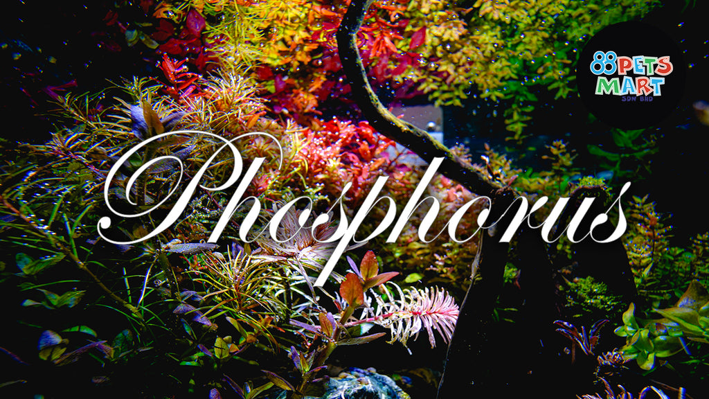 Understanding Phosphorus in Aquascape