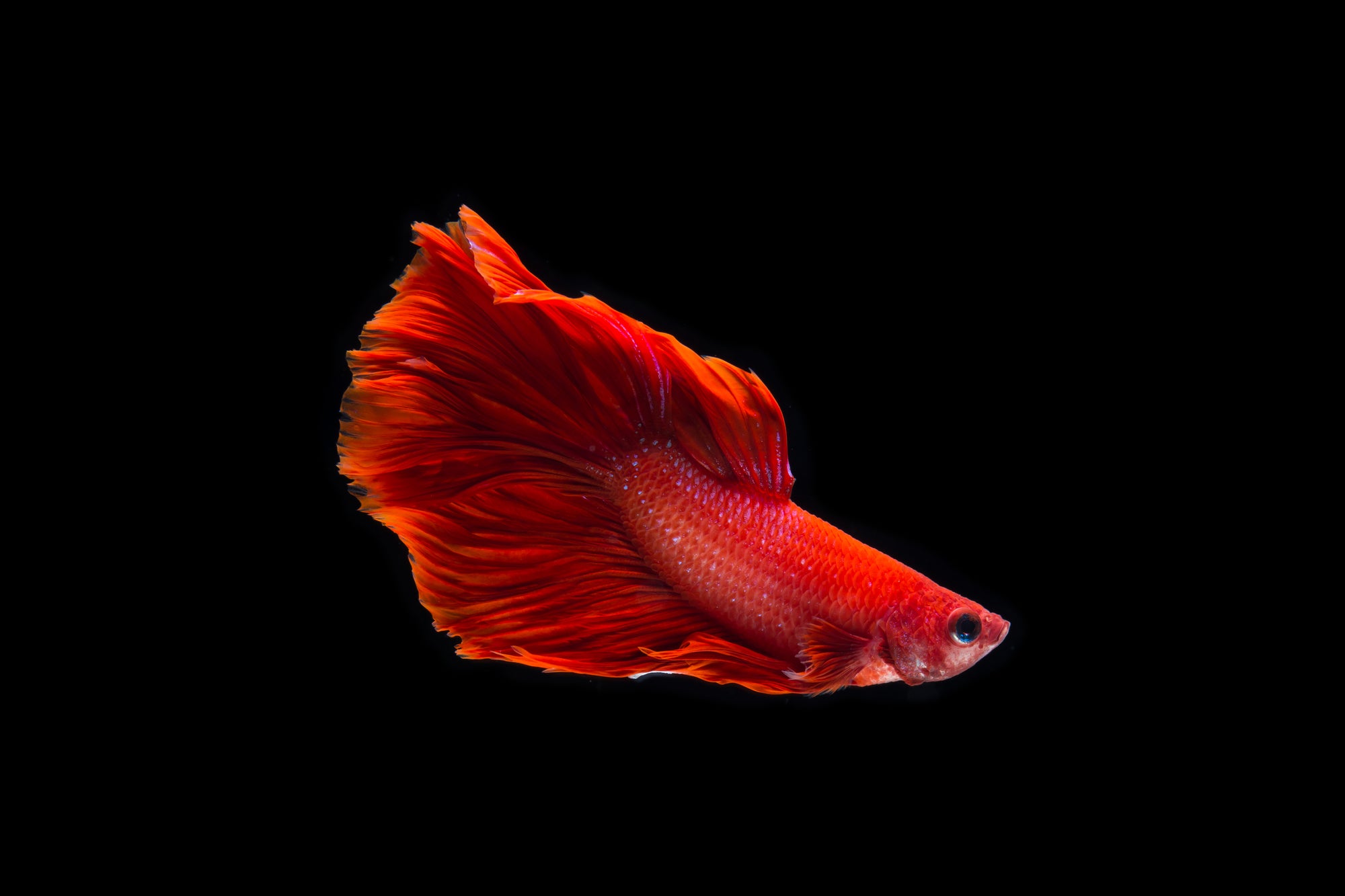 Fin Root Why betta fish fin root and die – 88 Pets Mart