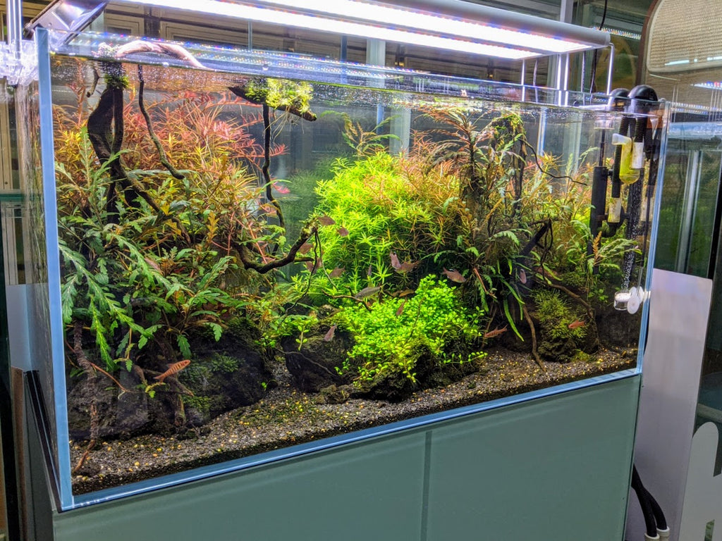 What does it takes to have a healthy aquascape tank?