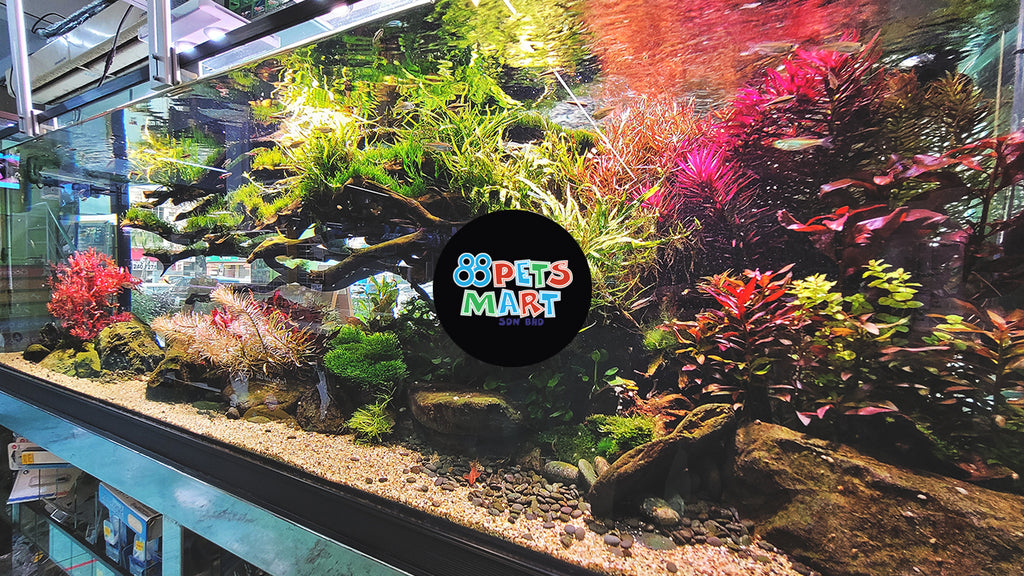 Vlog: Our new 600L Aquascape display tank.