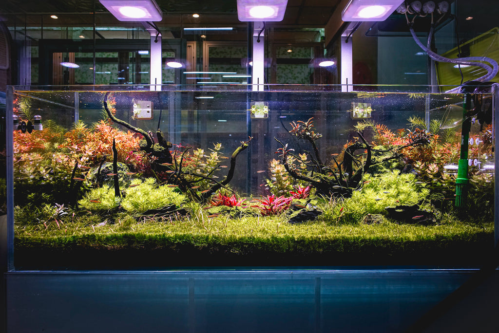 How to trim your aquascape