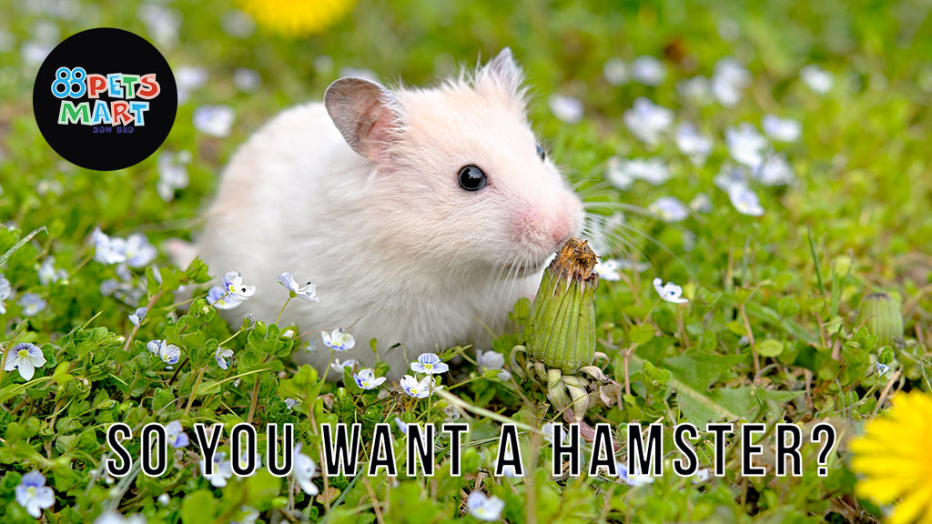 DID YOU KNOW? Hamsters have teeth that continue to grow throughout