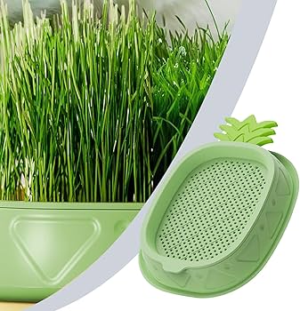 Catnip Waterly Plant Box