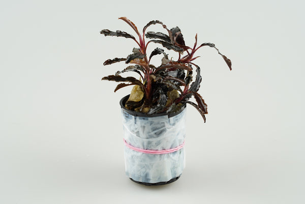 Bucephalandra Mini Godzilla