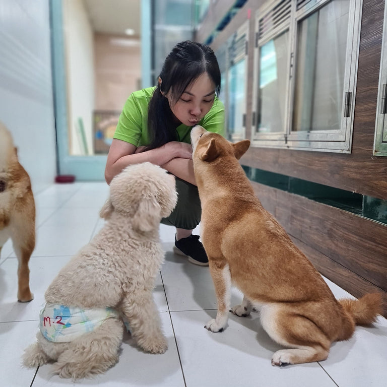 Dog Hotel Malaysia & Pet Grooming Services - 88 Pets Mart