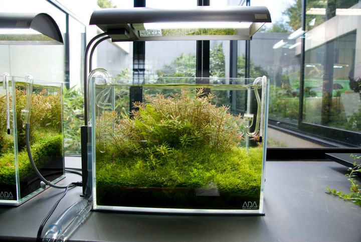 True Complete Aquascape Starter Kit 88 Pets Mart